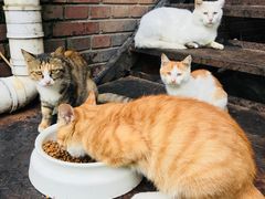 店内的猫咪-北京水岸山吧度假村(雁栖镇店)