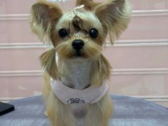 -FAELING PETS美天灵宠物(合生汇店)