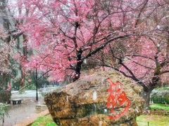 -武汉大学-樱园