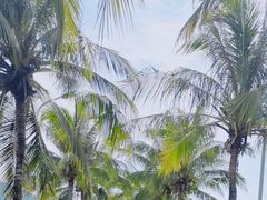 -亚龙湾国际玫瑰谷