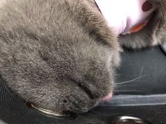 -瑞派·关忠动物医院·猫专科·犬专科(三环新城店)