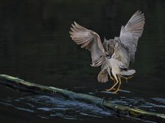 -重庆彩云湖湿地公园