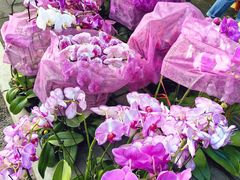 -溪岸路花鸟市场