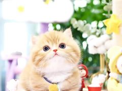 -70cat德文卷毛猫·缅因猫纯种猫舍