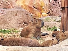 -北京野生动物园