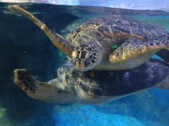 -烟台海昌鲸鲨海洋公园