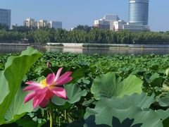 -莲花池公园