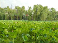 -莲湖公园