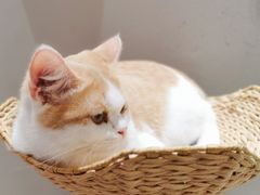 -藏猫猫咖啡主题馆(中央大道店)