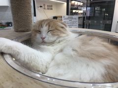 -喵园·猫主题咖啡厅·撸猫·猫咖(国贸店)