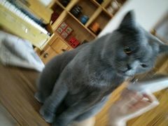-猫咖时代(中山亭店)