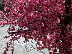 -南国桃园旅游度假区