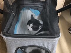 -爱侣宠医·鹦鹉专科·小型哺乳类·异宠专科(灵石路店)