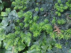 -黑龙江省森林植物园
