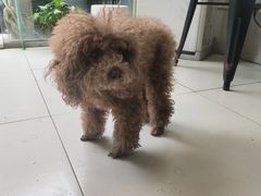 -关爱动物医院·心脏·中兽医·异宠(金牛路分院)