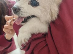 -瑞派康怡24h宠物医院·犬猫医疗中心·微创绝育(瑞景分院)