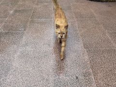 -西双版纳傣族园