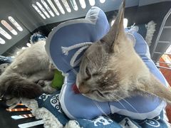 -伟伟宠物医院·瑞派猫友好医院·猫科(光谷店)
