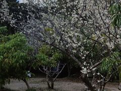 -香竹农庄•传统竹筒饭(十年店)