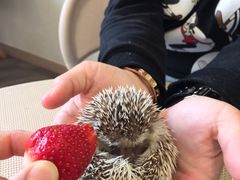 -奈雪的茶(南山大冲一期店)