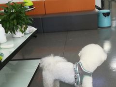 -半岛宠物医院24小时(科华中路店)