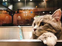 -PETKIT小佩宠物(古北店)