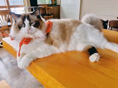 -蓝鲸·缅因猫舍