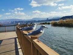 -洱海月湿地公园
