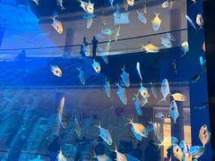 -迪拜水族馆及水下动物园