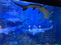 -烟台海昌鲸鲨海洋公园