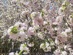 -大兴滨河森林公园