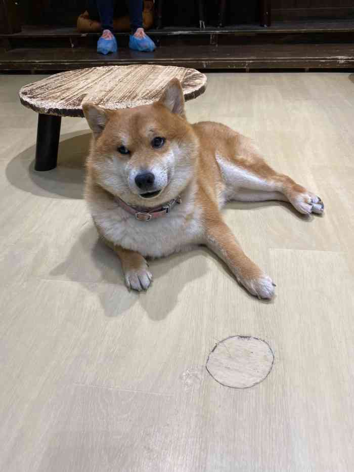 豆柴院子柴犬主题咖啡馆(三里屯旗舰店"需要在公众号提前预约…费用