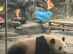 -武汉动物园