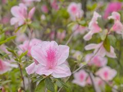 -中国科学院华南植物园