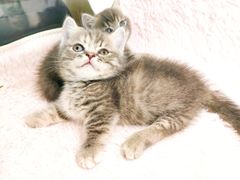 -十年猫舍·猫咪专门店(普陀店)