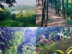 -火炉山森林公园