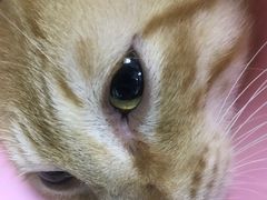 -莘程宠物医院(金山店)