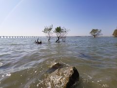 -宝安西湾红树林湿地公园