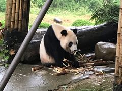 -都江堰中华大熊猫苑