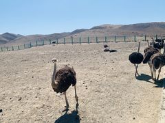 -新疆天山野生动物园