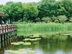 -荷塘月色湿地公园·向阳花洲