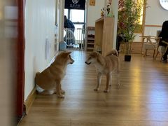 -柴犬小屋·柴餐厅·狗咖食堂(金鼎广场店)