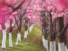 大理大学樱花写真-理想国摄影(三塔店)
