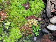 -云溪植物园