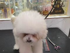 -狗不理喵子(百富路店)