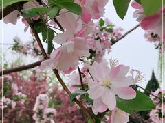 -海棠花溪(元大都城垣遗址公园)