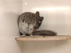 -龙猫仔乐园(惠福东路店)