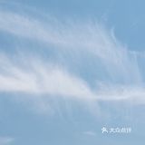 锦鲤与莲