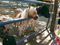 -长白岛森林公园