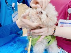 -芭比堂宠物医院·全科爱猫医院·仁德分院